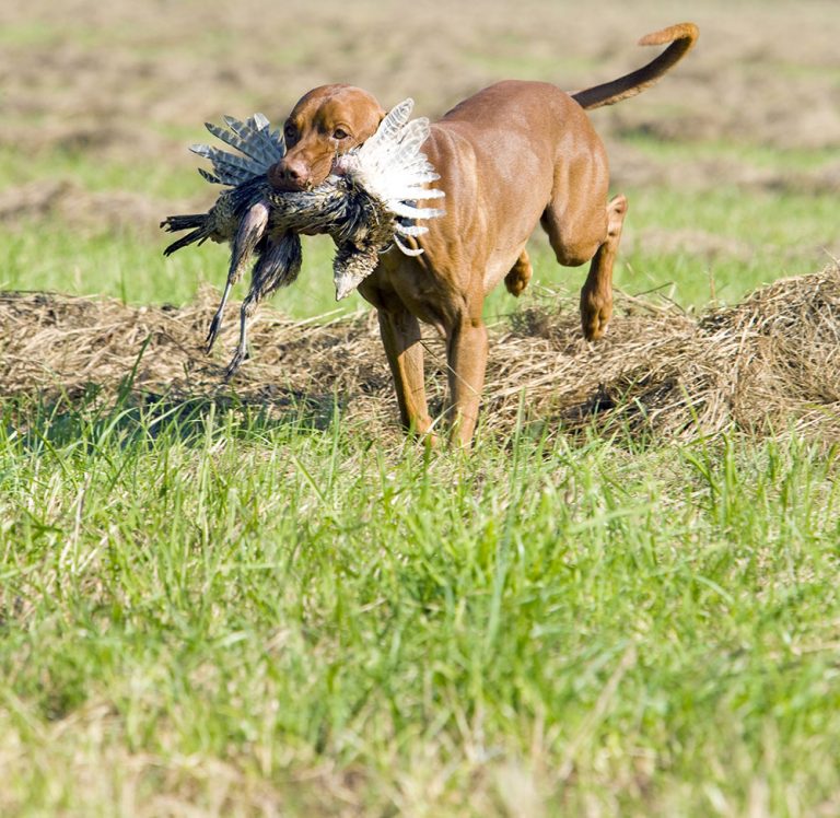 Guided Pheasant Hunting Trip | Book A Hunt | Pratt, Kansas